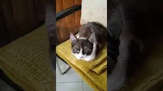 василь василич. 😀