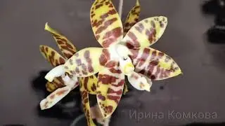 Цветёт орхидея фаленопсис Aber Ambo Bill