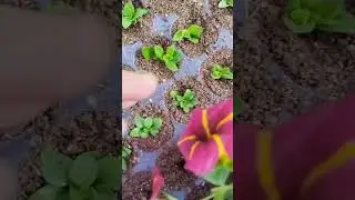 Черенкование вегетативных растений 