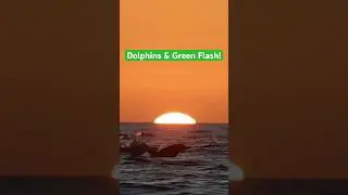 Dolphins and the green flash with Gone Whale Watching in San Diego! 