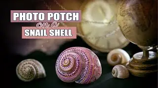 Stunning! Using the Photo Potch technique on a snail shell