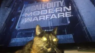 NEEDY CAT TROLLING ME AS I PLAY CALL OF DUTY MODERN WARFARE