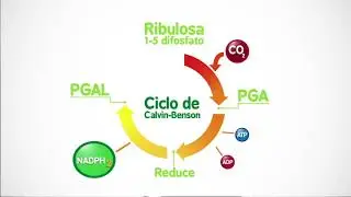 Química fotosíntesis