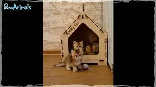 смех и другие приколы с животными ¦