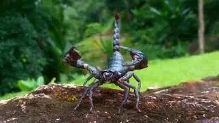 #the #scorpion #wild  #animals #panda #dog  #bluefintuna #dogbreed #nature #cobra #capcut#chihuahua