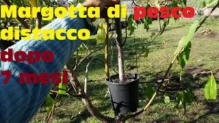 Margotta di pesco distacco dopo 7 mesi + Rinvaso   