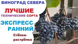 Vinograd Express in northern Moscow, or a test for Akovantsev's protégé