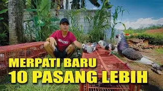 REVIEW ALL MARKET PIGEONS