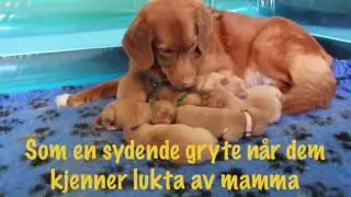 Toller Puppies first week