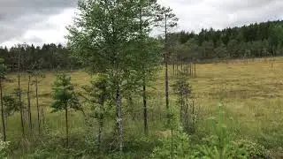Bjarnerundan 2017
