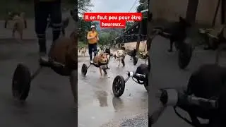 impressionnant... #dogs #handicapped #game #chien