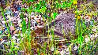 Road Runner Bunny
