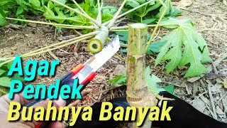 Cara Membuat Pohon Pepaya Pendek Berbuah Lebat