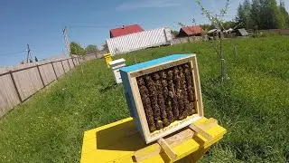 Деревня Соснино (вырезаю мисочки, маточники и трутневый расплод)