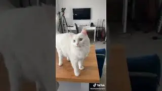 Кошку учат прикол 😂😂😂😂.