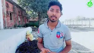 इस वीडियो में आप ड्रैगन फल के रिंग बनाने की विस्तृत प्रक्रिया को देखेंगे। ड्रैगन फल रिंग कैसे बनाये!