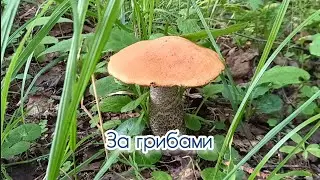 За грибами