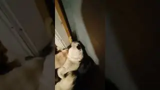 Ручеек мопсов