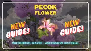 Pecok Flower Farming Guide | Ascension Materials | Wuthering Waves