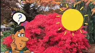 Do Japanese Maples Need Full Sun? - JAPANESE MAPLES