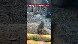Здравствуйте ❤️🔥🇨🇦