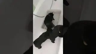 Водные процедуры щенков Шипперке