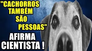INCRÍVEL DESCOBERTA SOBRE O CÉREBRO CANINO