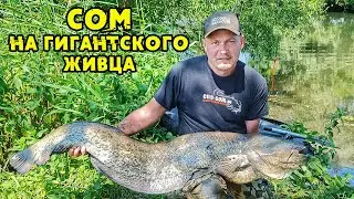 Ловля сома на растяжку на крупного живца в мелкой реке с берега | Виталий Дальке