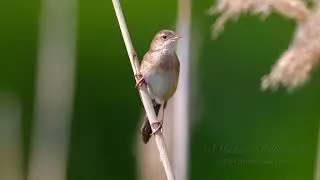 Savi's Warbler Call #birds #birdsounds