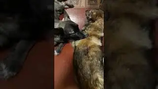 Кузя очень любит Мушу, особенно жевать))
