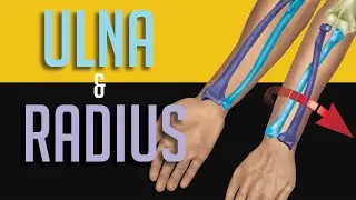 Ulna and Radius, and Carpals, Metacarpals, Phalanges - the Upper Limb bone anatomy for artists