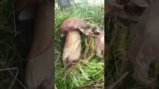 супер боровик