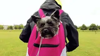Lunas Basket Dog Bag