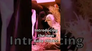 Baby Chick Unboxing! #babychicks #unboxing #homesteading