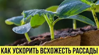 Мало кто знает эти СЕКРЕТЫ как ускорить всхожесть семян для рассады Всегда делаю только ТАК