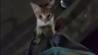 Cat trying to climb on my leg