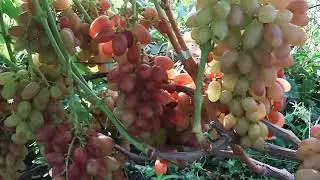 Роза ранняя - рыночная и вкусная, очень урожайная
