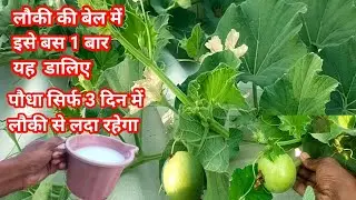 लौकी की बेल में इसे बस 1 बार यह  डालिए पौधा सिर्फ 3 दिन में लौकी से लदा रहेगा