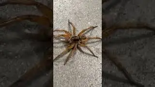 This is my brother seeing a big ass spider for the first time.