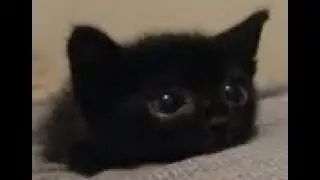 Taking over discord with cats