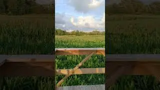 Кукуруза и самолеты. Кукурузный лабиринт