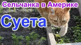 Сельчанка в Америке. Суета