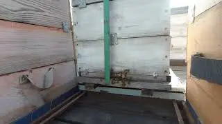 Химическое отравление у пчёл - честный обзор