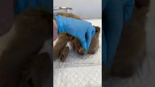 Малышка Плюша нуждается в помощи