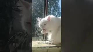 #cat #котики #funnyanimal #котки #shots #funnycat #рекомендации #котик #funnypet #кот