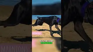 Meet the Canis Panther - A Fearless Protector and Sensitive Companion Dog