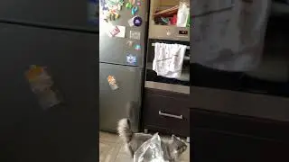 Степа любопытный кот