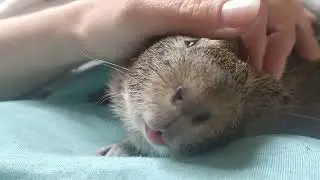балдьож по свинські #guineapig #морская_свинка