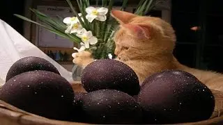 Кристина открывает шоколадное яйцо 