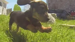 It's puppy time